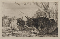 TvB G 1155
          <br/>
          Liggende koeien
          <br/>
          <em>Hecke, Jan van den (1620-1689)</em>